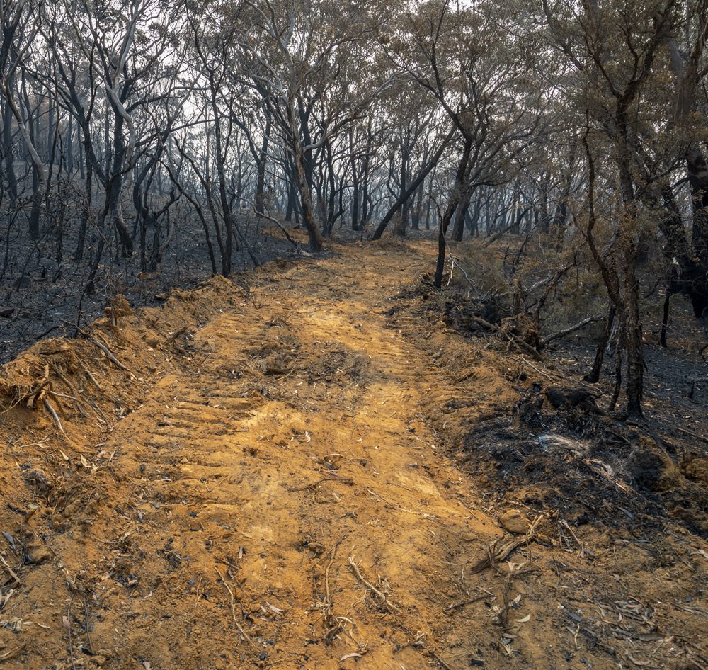 Overholt Grading - dirt path cleared in the middle of burned trees